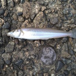 キスの50匹超え